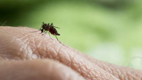 Πέντε θάνατοι από τον ιό του Δυτικού Νείλου