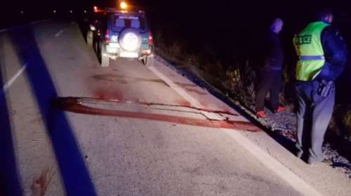 Νέο τροχαίο με θύμα αρκούδα στη Βόρεια Ελλάδα