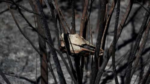 Στο έλεος πυρκαγιών ξανά η βόρεια Πορτογαλία, βρέθηκε απανθρακωμενος άνδρας