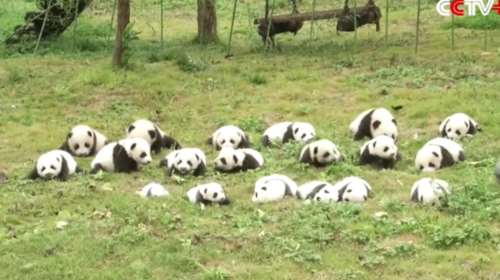 Πάρτι για 42 μωρά πάντα που γεννήθηκαν στην Κίνα