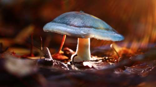 Τα &quot;μαγικά μανιτάρια&quot; κάνουν ριστάρτ στον εγκέφαλο καταθλιπτικών ασθενών