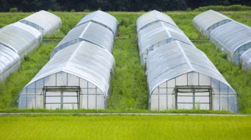 Φαρμακευτική κάνναβη: Τι προβλέπουν οι εισηγήσεις για τη σχετική ρύθμιση