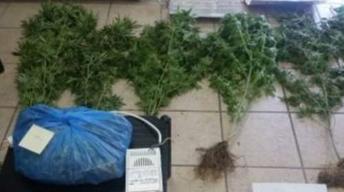 Με τα δενδρύλλια κάνναβης από τη Ζηρού στο Τμήμα Ασφαλείας Πρέβεζας