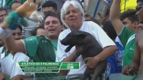 Πήγε στο γήπεδο μαζί με το... γουρούνι του!