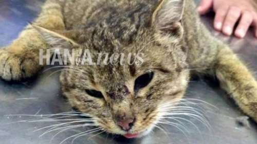 Βρέθηκε &quot;φουρόγατος&quot; στα Λευκά Όρη της Κρήτης (ΒΙΝΤΕΟ)