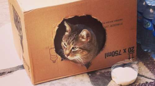 Μια ταινία για τις μοναδικές γάτες της Κωνσταντινούπολης