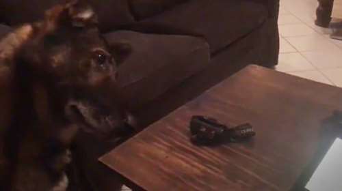 Η θλίψη ενός σκύλου K9 ποτ βλέπει σε βίντεο στιγμές με τον νεκρό φίλο του