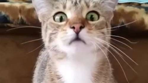 Σπαρταριστή στιγμή γέλιου με γάτα που βλέπει θρίλερ (ΒΙΝΤΕΟ)