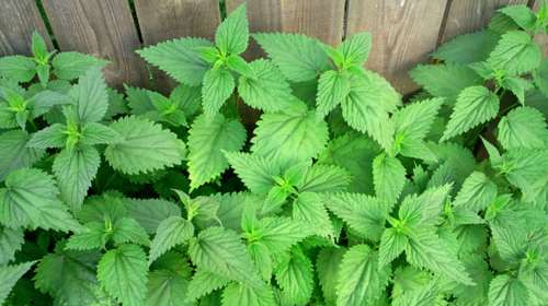 Αυτό είναι το βότανο που βοηθά στο αδυνάτισμα