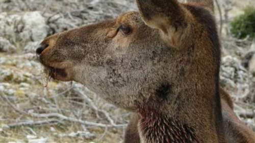 Πυροβόλησαν εξ επαφής ελαφίνα στην Πάρνηθα