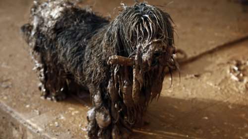 Ο λασπωμένος και χωρίς...ιστορία σκυλάκος της Μάνδρας φωτό