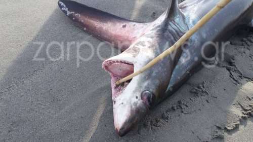 Καρχαρίας τριών μέτρων στην παραλία του Πλατανιά Χανίων [φωτό]