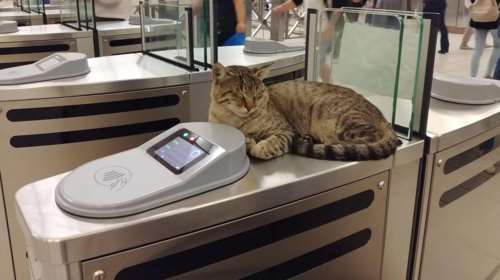 Ο γάτος - σεκιούριτι του σταθμού μετρό στο Μοναστηράκι (ΦΩΤΟ)