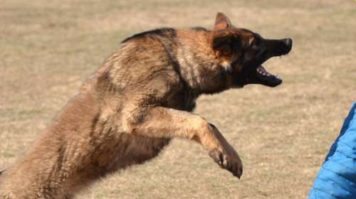 Σκυλιά κατασπάραξαν ηλικιωμένη στο κέντρο της Ξάνθης