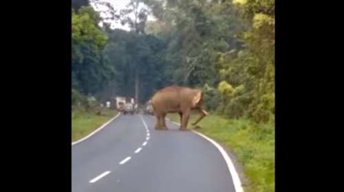 Ελέφαντας ποδοπάτησε άνθρωπο μέχρι θανάτου - Σκληρές εικόνες (ΒΙΝΤΕΟ)