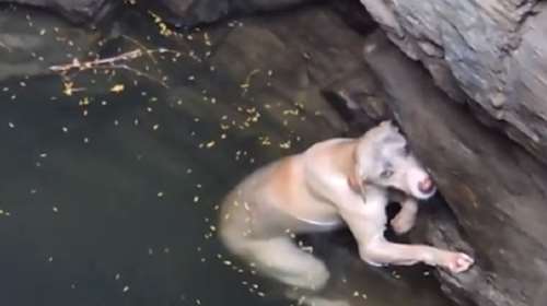 Η διάσωση σκύλου που έπεσε σε πηγάδι (ΒΙΝΤΕΟ)