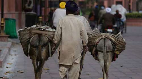 Στη φυλακή 8... γαϊδουράκια επειδή έφαγαν ακριβά καλλωπιστικά φυτά