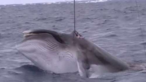 Τρομερό βίντεο που δείχνει τη ζοφερή πραγματικότητα της φαλαινοθηρίας