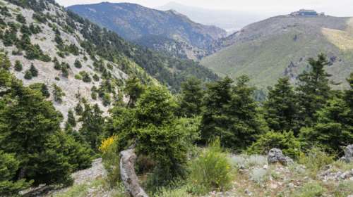 Κίνδυνος στην Πάρνηθα από ...αγριογούρουνα, σκυλιά και λύκους