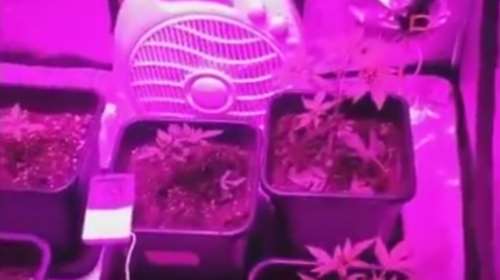 Εργαστήριο υδροπονικής κάνναβης σε... ντουλάπα - Βίντεο