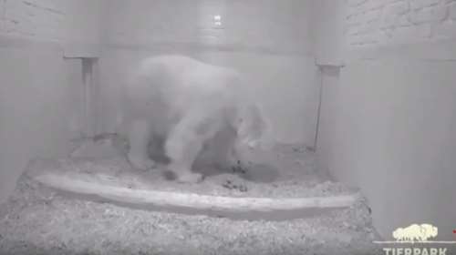 Κάμερα καταγράφει τη στιγμή της γέννησης μιας πολικής αρκούδας