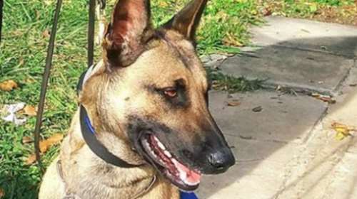 Η αστυνομία για τον σκύλο της: Σ&#39; ευχαριστούμε πολύ GRACE για όσα πρόσφερες