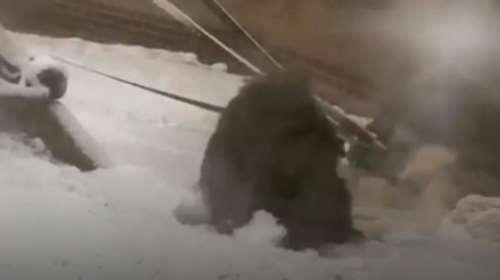 Ουρακοτάγκος φτιάχνει χιονόμπαλες σε ζωολογικό κήπο (ΒΙΝΤΕΟ)