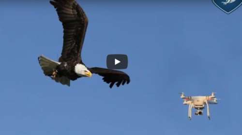 H ολλανδική αστυνομία απολύει τους... αετούς της - Βίντεο