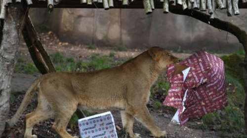 O Aγιος Βασίλης έδωσε πρώτα τα δώρα του στα ζώα