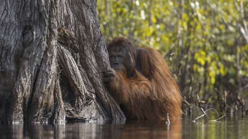 National Geographic: Συγκλονιστικές φωτογραφίες από την άγρια φύση