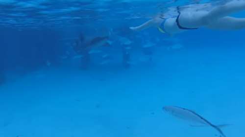 Διακοπές στην Καραϊβική: Καρχαρίας δάγκωσε νεόνυμφη