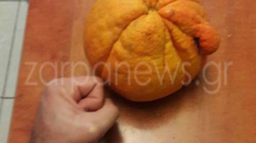 Giga πορτοκάλι σε περιβόλι στα Χανιά, τρέχει για το Guiness