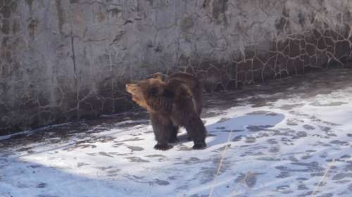 Κυνηγός - σωτήρας για μικρή αρκούδα που έπεσε σε δεξαμενή - φωτό -