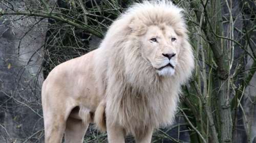 Σκότωσαν λευκό λιοντάρι και το έφαγαν