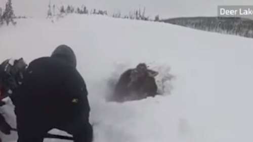 Καναδάς: Έσωσαν ελάφι που είχε θαφτεί μέσα στο χιόνι