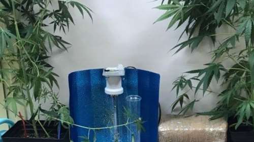 Καλλιεργητές κάναβης με υδροπονία 3 νεαροί στη θεσσαλονίκη Εικόνες