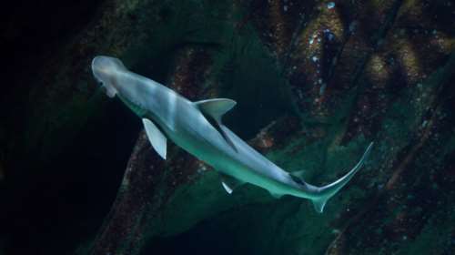 Επιστήμονες ανακάλυψαν τον πρώτο... vegetarian καρχαρία!
