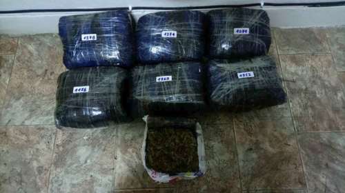 Τον έπιασαν στο δάσος να κουβαλά περισσότερα από 8 κιλά κάνναβης