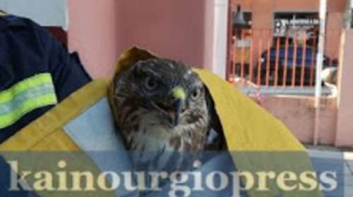 Βρήκαν και διέσωσαν μια τραυματισμένη γερακίνα στο Αγρίνιο