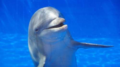 Τα δελφίνια αναγνωρίζουν τον εαυτό τους στον καθρέφτη!