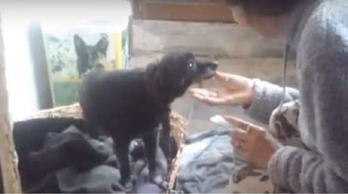 Δεν πάει στο γηροκομείο για να μην αφήσει μόνο τον σκύλο της