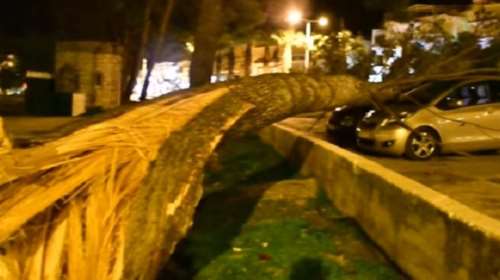 Έπεσαν δέντρα και πλάκωσαν αυτοκίνητα στο Ναύπλιο [ΦΩΤΟ-ΒΙΝΤΕΟ]
