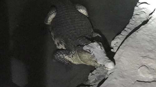 Βρήκαν κροκόδειλο σε υπόγειο μετά από έρευνα για όπλα!