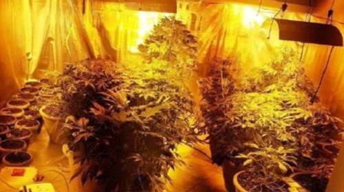 Χαλάνδρι: 59χρονος είχε κάνει ...&quot;φυτώριο&quot; κάννναβης το σπίτι του