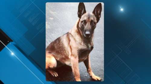 Συνέβη και αυτό: Άνθρωπος δάγκωσε ...σκύλο της αστυνομίας