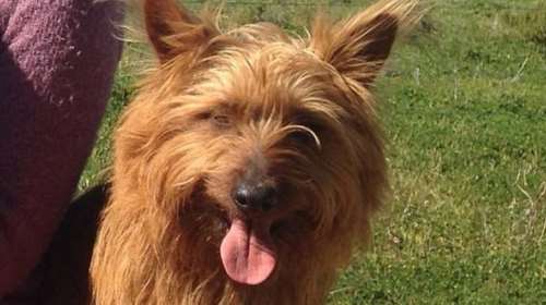 Ο σκύλος Ράστι που έκανε με οτοστόπ 1.500 χιλιόμετρα! [φωτό]