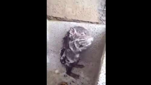 Αλήθεια ή ψέματα; Απίστευτο βίντεο με έναν αρουραίο να κάνει ...μπάνιο