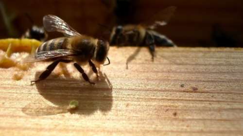 Κρήτη: Ηλικωμένη γυναίκα πέθανε από τσίμπημα μέλισσας λόγω αλλεργίας