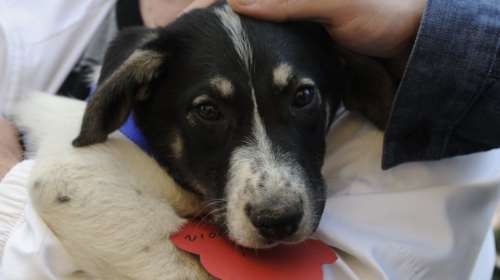 Aποσύρθηκε η τροπολογία για τα αδέσποτα μετά τις αντιδράσεις