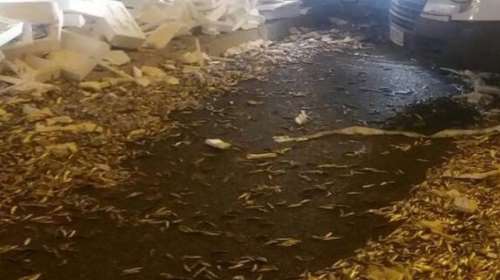 Γέμισε γαύρους η παλαιά εθνική οδός (φωτο)